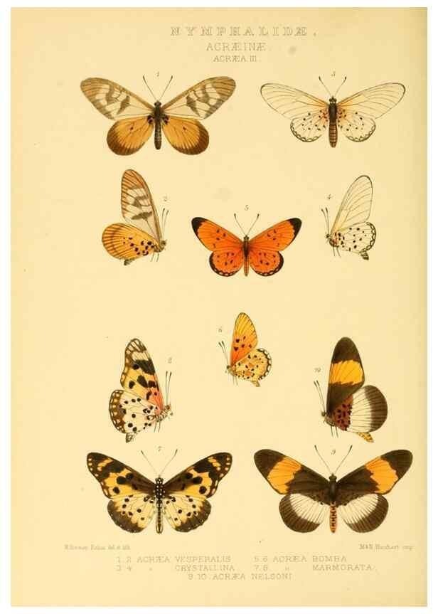 Reproducción/Reproduction 48954626627: Rhopalocera exotica. London :Gurney & Jackson,1887-1902.. 