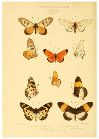 Reproducción/Reproduction 48954626627: Rhopalocera exotica. London :Gurney & Jackson,1887-1902.. 