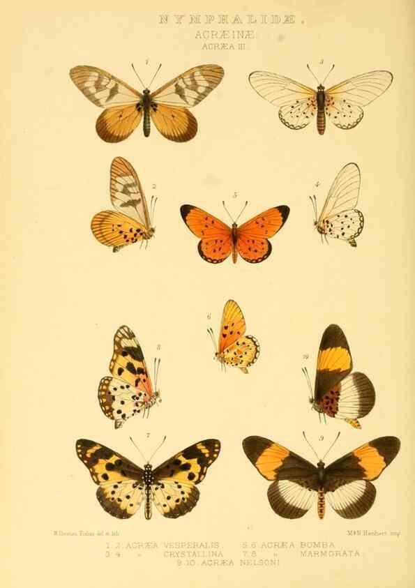 Reproducción/Reproduction 48954626627: Rhopalocera exotica. London :Gurney & Jackson,1887-1902.. 