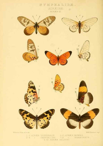 Reproducción/Reproduction 48954626627: Rhopalocera exotica. London :Gurney & Jackson,1887-1902.. 