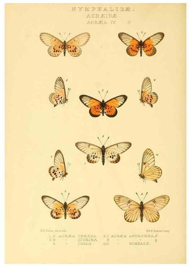 Reproducción/Reproduction 48954440201: Rhopalocera exotica. London :Gurney & Jackson,1887-1902.. 