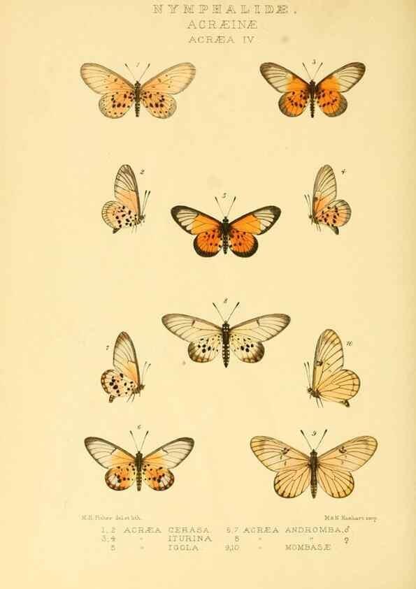 Reproducción/Reproduction 48954440201: Rhopalocera exotica. London :Gurney & Jackson,1887-1902.. 