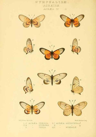 Reproducción/Reproduction 48954440201: Rhopalocera exotica. London :Gurney & Jackson,1887-1902.. 