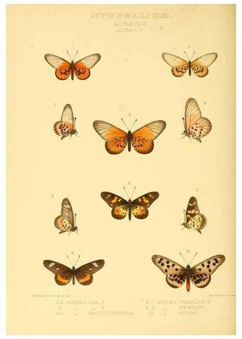 Reproducción/Reproduction 48954440461: Rhopalocera exotica. London :Gurney & Jackson,1887-1902.. 