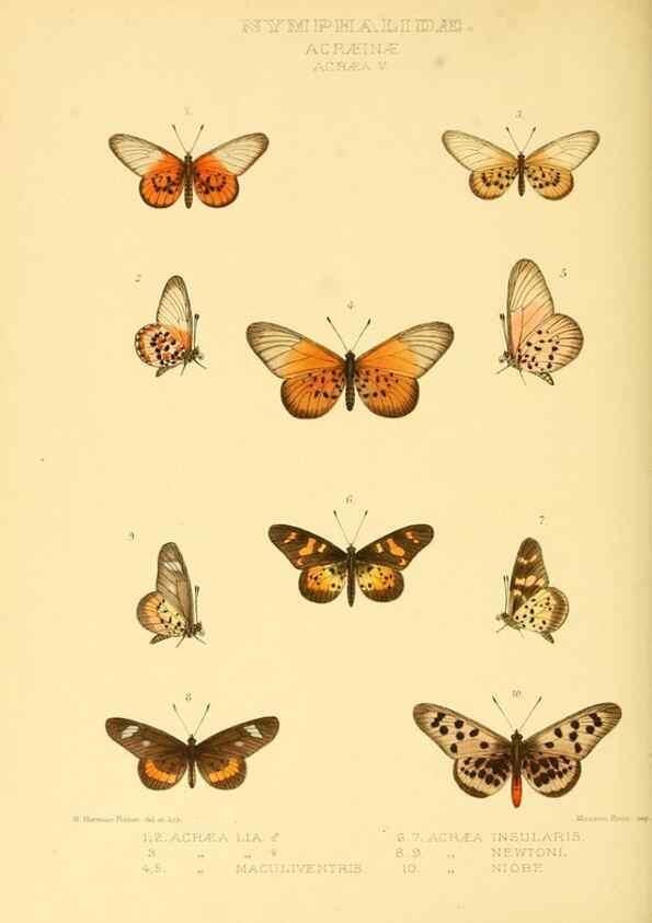 Reproducción/Reproduction 48954440461: Rhopalocera exotica. London :Gurney & Jackson,1887-1902.. 
