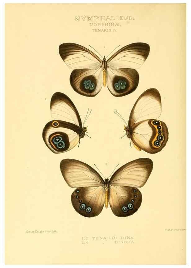 Reproducción/Reproduction 48954624797: Rhopalocera exotica. London :Gurney & Jackson,1887-1902.. 