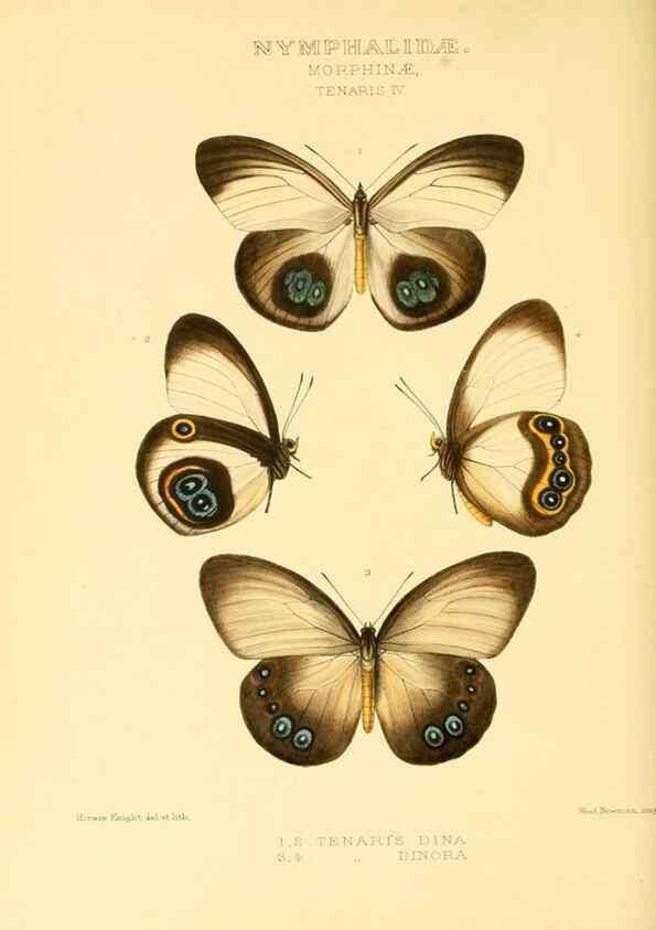 Reproducción/Reproduction 48954624797: Rhopalocera exotica. London :Gurney & Jackson,1887-1902.. 