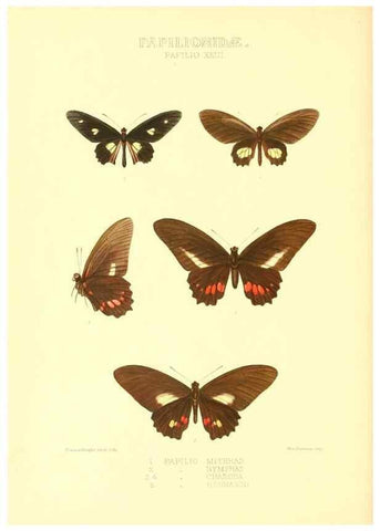 Reproducción/Reproduction 48954558592: Rhopalocera exotica. London :Gurney & Jackson,1887-1902.. 