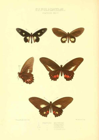Reproducción/Reproduction 48954558592: Rhopalocera exotica. London :Gurney & Jackson,1887-1902.. 