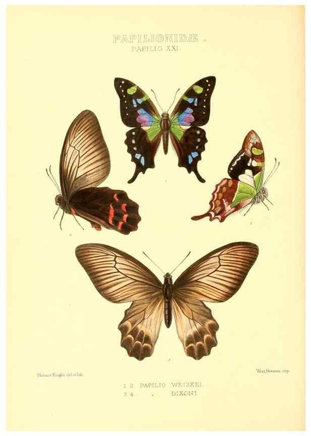 Reproducción/Reproduction 48954369301: Rhopalocera exotica. London :Gurney & Jackson,1887-1902.. 