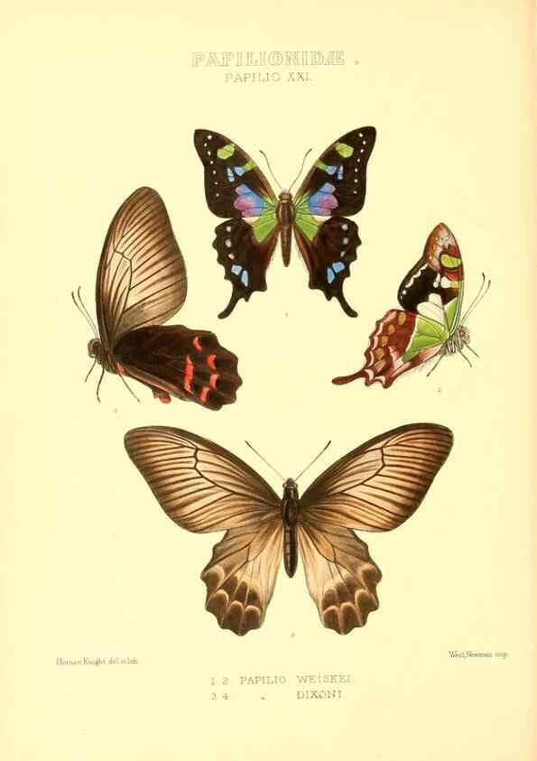 Reproducción/Reproduction 48954369301: Rhopalocera exotica. London :Gurney & Jackson,1887-1902.. 