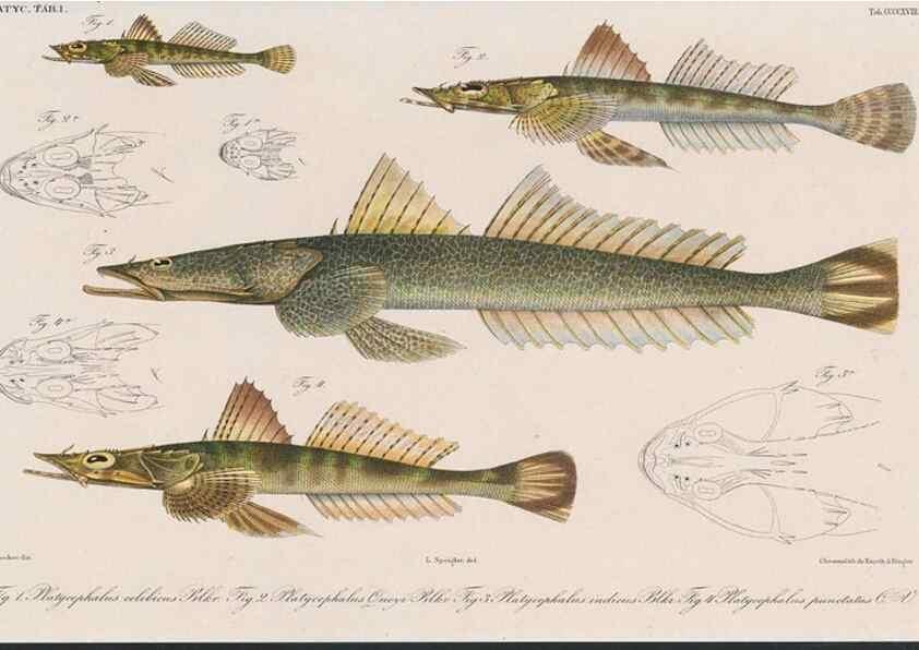 Reproducción/Reproduction 48942133728: Atlas ichthyologique des Indes orientales néêrlandaises :. Amsterdam :Frédéric Muller, editeur,1862-1878. 