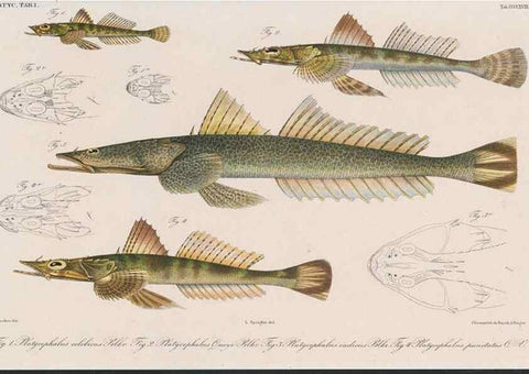 Reproducción/Reproduction 48942133728: Atlas ichthyologique des Indes orientales néêrlandaises :. Amsterdam :Frédéric Muller, editeur,1862-1878. 