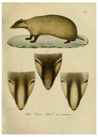Reproducción/Reproduction 48953646073: Reisen und Forschungen im Amur-Lande in den Jahren 1854-1856 /. St. Petersburg :Commissionäre der K. Akademie der Wissenschaften,1858-1900.. 