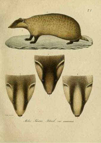 Reproducción/Reproduction 48953646073: Reisen und Forschungen im Amur-Lande in den Jahren 1854-1856 /. St. Petersburg :Commissionäre der K. Akademie der Wissenschaften,1858-1900.. 