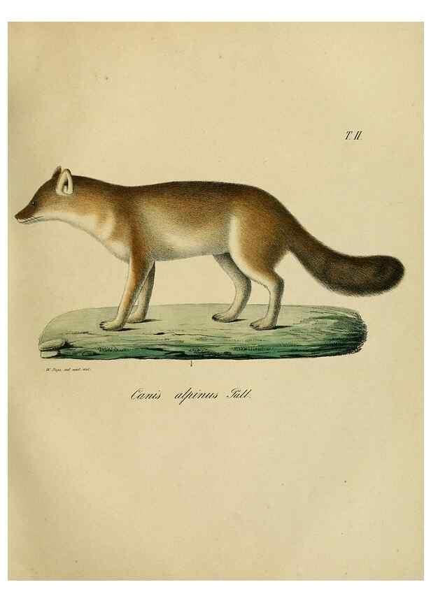 Reproducción/Reproduction 48954384592: Reisen und Forschungen im Amur-Lande in den Jahren 1854-1856 /. St. Petersburg :Commissionäre der K. Akademie der Wissenschaften,1858-1900.. 