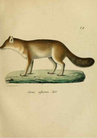 Reproducción/Reproduction 48954384592: Reisen und Forschungen im Amur-Lande in den Jahren 1854-1856 /. St. Petersburg :Commissionäre der K. Akademie der Wissenschaften,1858-1900.. 