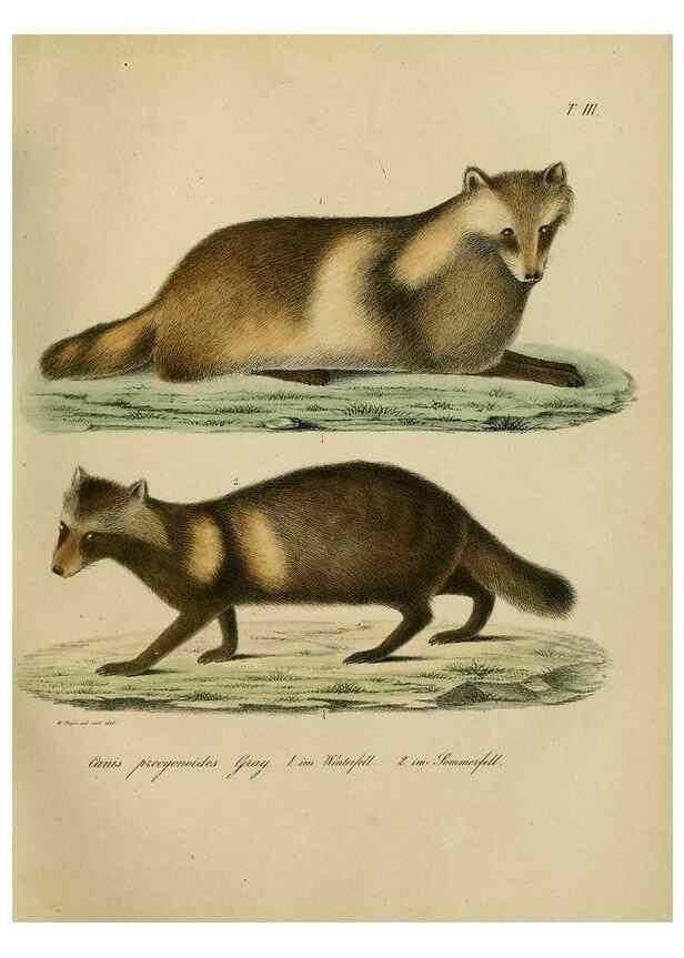 Reproducción/Reproduction 48954195236: Reisen und Forschungen im Amur-Lande in den Jahren 1854-1856 /. St. Petersburg :Commissionäre der K. Akademie der Wissenschaften,1858-1900.. 