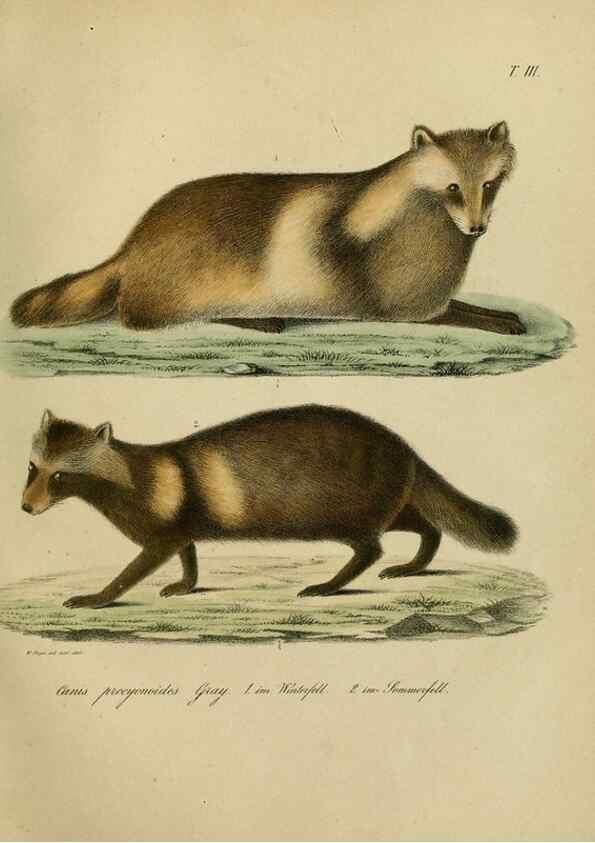 Reproducción/Reproduction 48954195236: Reisen und Forschungen im Amur-Lande in den Jahren 1854-1856 /. St. Petersburg :Commissionäre der K. Akademie der Wissenschaften,1858-1900.. 