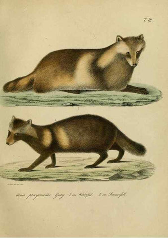 Reproducción/Reproduction 48954195236: Reisen und Forschungen im Amur-Lande in den Jahren 1854-1856 /. St. Petersburg :Commissionäre der K. Akademie der Wissenschaften,1858-1900.. 