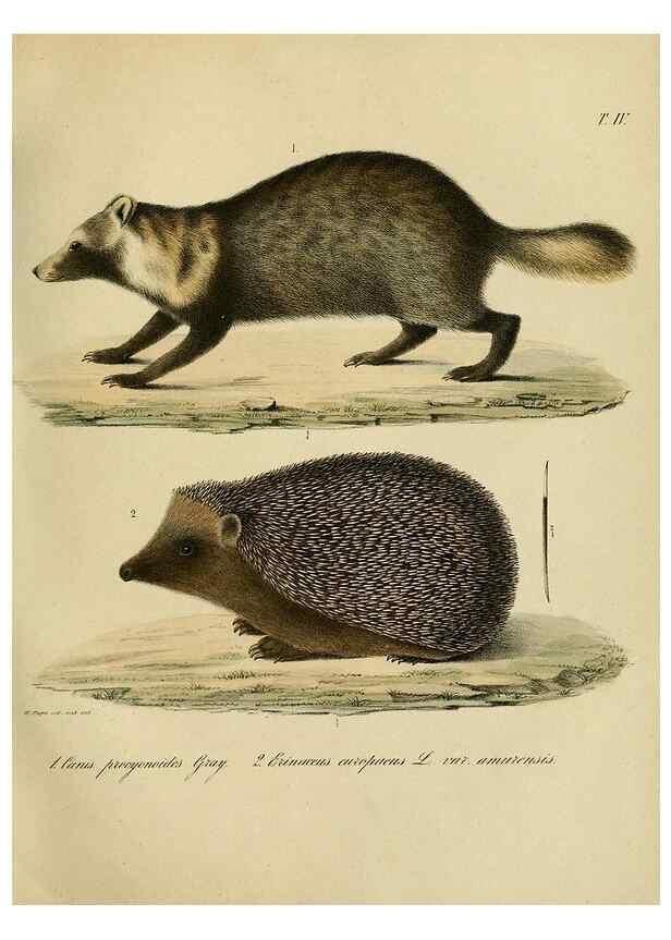 Reproducción/Reproduction 48953647228: Reisen und Forschungen im Amur-Lande in den Jahren 1854-1856 /. St. Petersburg :Commissionäre der K. Akademie der Wissenschaften,1858-1900.. 