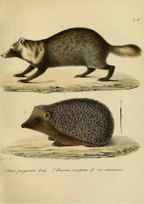 Reproducción/Reproduction 48953647228: Reisen und Forschungen im Amur-Lande in den Jahren 1854-1856 /. St. Petersburg :Commissionäre der K. Akademie der Wissenschaften,1858-1900.. 