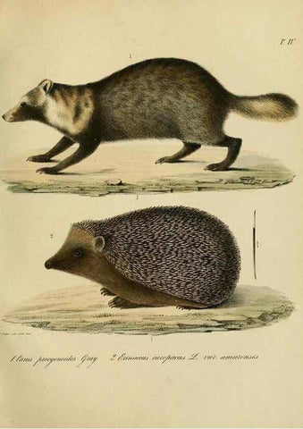Reproducción/Reproduction 48953647228: Reisen und Forschungen im Amur-Lande in den Jahren 1854-1856 /. St. Petersburg :Commissionäre der K. Akademie der Wissenschaften,1858-1900.. 