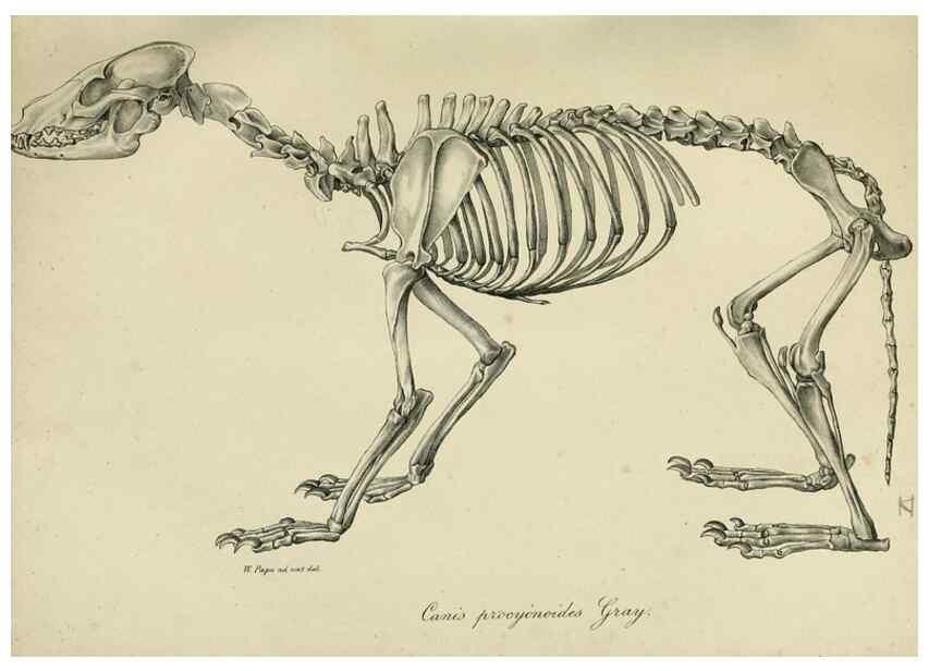 Reproducción/Reproduction 48954195991: Reisen und Forschungen im Amur-Lande in den Jahren 1854-1856 /. St. Petersburg :Commissionäre der K. Akademie der Wissenschaften,1858-1900.. 