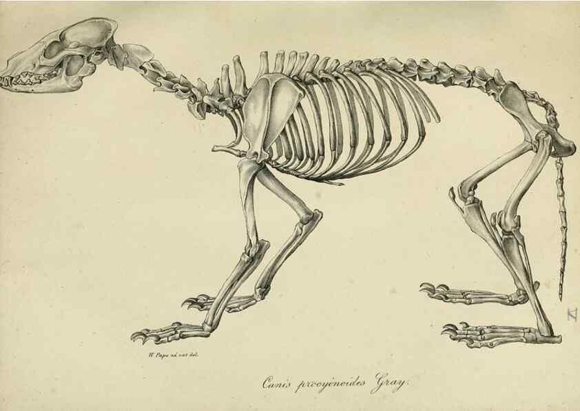 Reproducción/Reproduction 48954195991: Reisen und Forschungen im Amur-Lande in den Jahren 1854-1856 /. St. Petersburg :Commissionäre der K. Akademie der Wissenschaften,1858-1900.. 