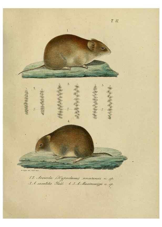 Reproducción/Reproduction 48953647878: Reisen und Forschungen im Amur-Lande in den Jahren 1854-1856 /. St. Petersburg :Commissionäre der K. Akademie der Wissenschaften,1858-1900.. 