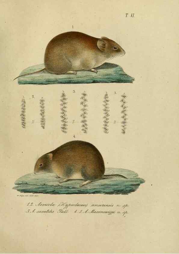 Reproducción/Reproduction 48953647878: Reisen und Forschungen im Amur-Lande in den Jahren 1854-1856 /. St. Petersburg :Commissionäre der K. Akademie der Wissenschaften,1858-1900.. 