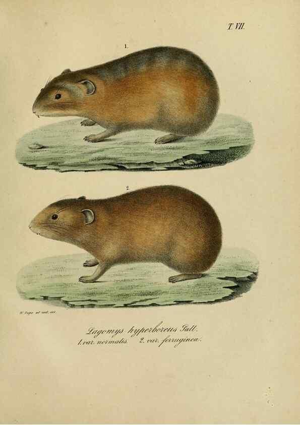 Reproducción/Reproduction 48954196721: Reisen und Forschungen im Amur-Lande in den Jahren 1854-1856 /. St. Petersburg :Commissionäre der K. Akademie der Wissenschaften,1858-1900.. 