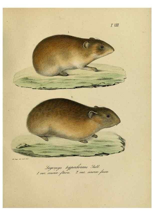 Reproducción/Reproduction 48954386682: Reisen und Forschungen im Amur-Lande in den Jahren 1854-1856 /. St. Petersburg :Commissionäre der K. Akademie der Wissenschaften,1858-1900.. 