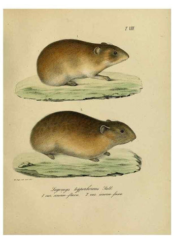 Reproducción/Reproduction 48954386682: Reisen und Forschungen im Amur-Lande in den Jahren 1854-1856 /. St. Petersburg :Commissionäre der K. Akademie der Wissenschaften,1858-1900.. 