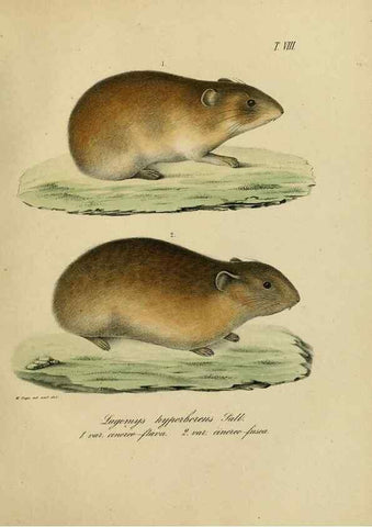 Reproducción/Reproduction 48954386682: Reisen und Forschungen im Amur-Lande in den Jahren 1854-1856 /. St. Petersburg :Commissionäre der K. Akademie der Wissenschaften,1858-1900.. 