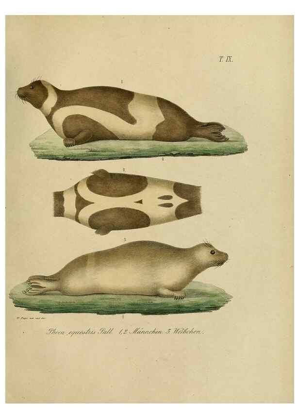 Reproducción/Reproduction 48953648953: Reisen und Forschungen im Amur-Lande in den Jahren 1854-1856 /. St. Petersburg :Commissionäre der K. Akademie der Wissenschaften,1858-1900.. 