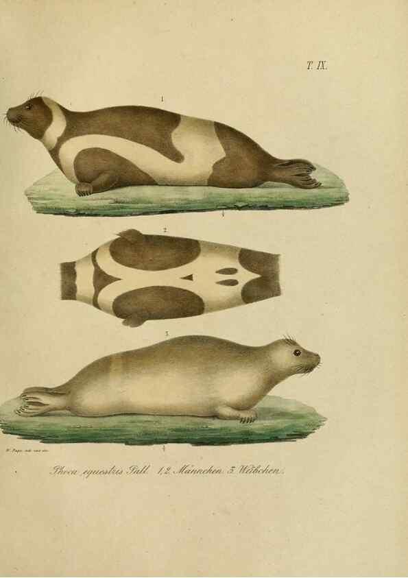Reproducción/Reproduction 48953648953: Reisen und Forschungen im Amur-Lande in den Jahren 1854-1856 /. St. Petersburg :Commissionäre der K. Akademie der Wissenschaften,1858-1900.. 