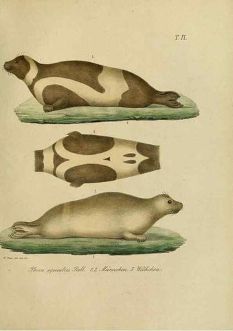 Reproducción/Reproduction 48953648953: Reisen und Forschungen im Amur-Lande in den Jahren 1854-1856 /. St. Petersburg :Commissionäre der K. Akademie der Wissenschaften,1858-1900.. 