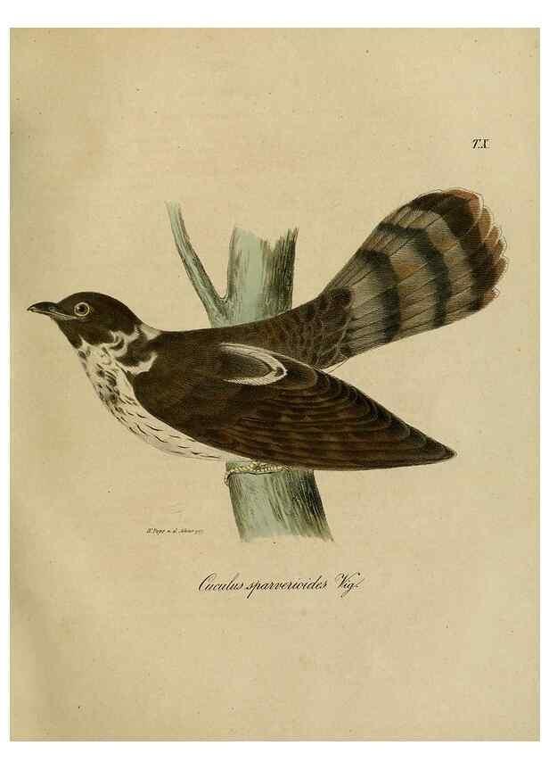 Reproducción/Reproduction 48954197766: Reisen und Forschungen im Amur-Lande in den Jahren 1854-1856 /. St. Petersburg :Commissionäre der K. Akademie der Wissenschaften,1858-1900.. 