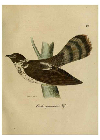 Reproducción/Reproduction 48954197766: Reisen und Forschungen im Amur-Lande in den Jahren 1854-1856 /. St. Petersburg :Commissionäre der K. Akademie der Wissenschaften,1858-1900.. 