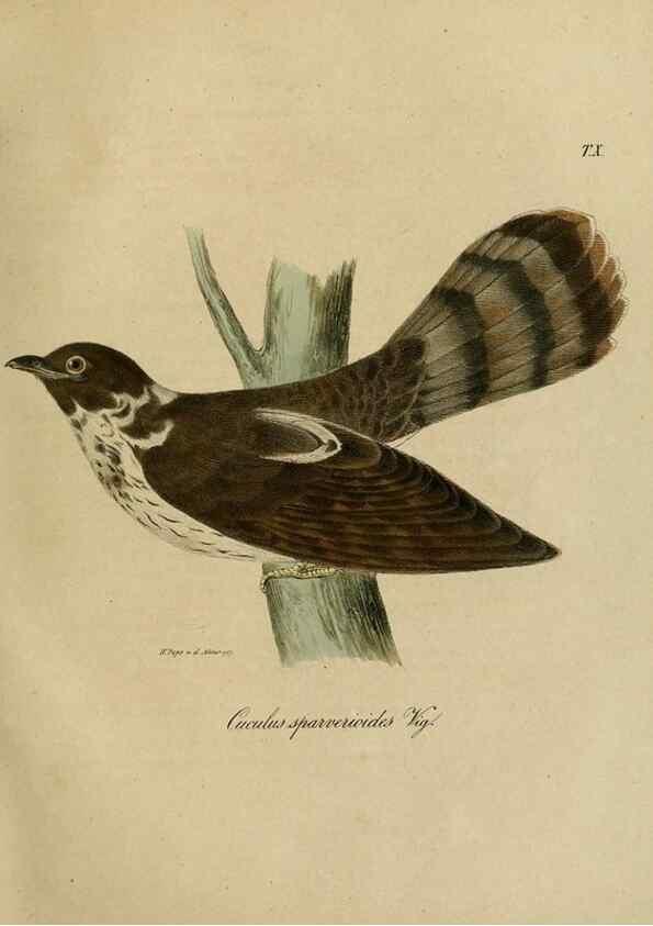 Reproducción/Reproduction 48954197766: Reisen und Forschungen im Amur-Lande in den Jahren 1854-1856 /. St. Petersburg :Commissionäre der K. Akademie der Wissenschaften,1858-1900.. 