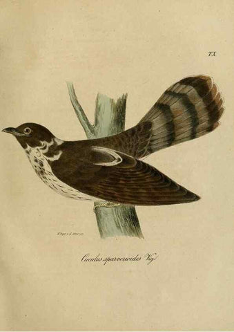 Reproducción/Reproduction 48954197766: Reisen und Forschungen im Amur-Lande in den Jahren 1854-1856 /. St. Petersburg :Commissionäre der K. Akademie der Wissenschaften,1858-1900.. 