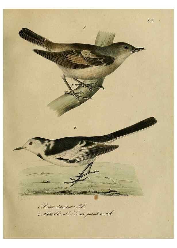 Reproducción/Reproduction 48954198171: Reisen und Forschungen im Amur-Lande in den Jahren 1854-1856 /. St. Petersburg :Commissionäre der K. Akademie der Wissenschaften,1858-1900.. 