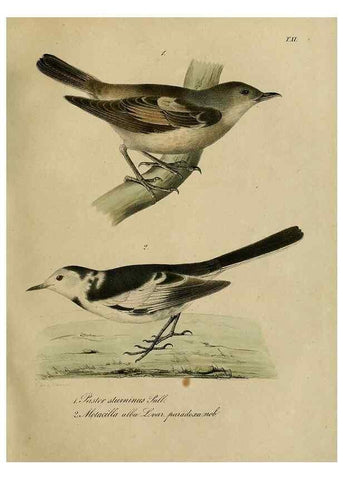Reproducción/Reproduction 48954198171: Reisen und Forschungen im Amur-Lande in den Jahren 1854-1856 /. St. Petersburg :Commissionäre der K. Akademie der Wissenschaften,1858-1900.. 