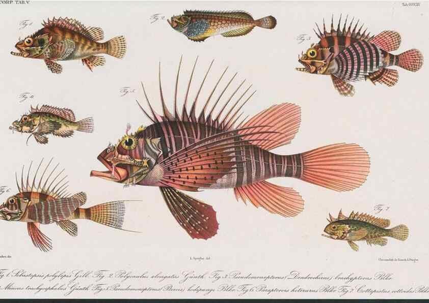 Reproducción/Reproduction 48942872542: Atlas ichthyologique des Indes orientales néêrlandaises :. Amsterdam :Frédéric Muller, editeur,1862-1878. 