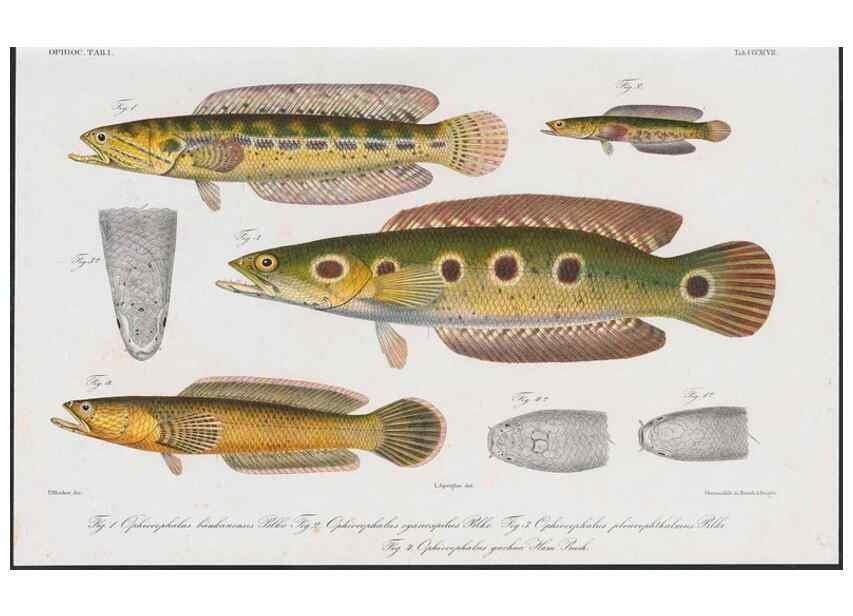 Reproducción/Reproduction 48942867142: Atlas ichthyologique des Indes orientales néêrlandaises :. Amsterdam :Frédéric Muller, editeur,1862-1878. 