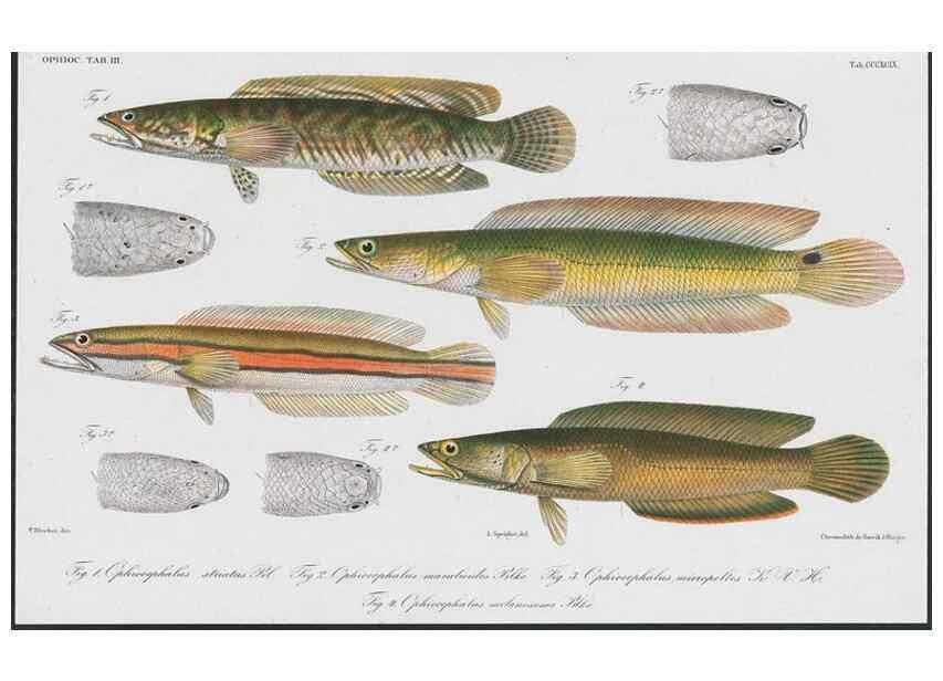 Reproducción/Reproduction 48942677411: Atlas ichthyologique des Indes orientales néêrlandaises :. Amsterdam :Frédéric Muller, editeur,1862-1878. 