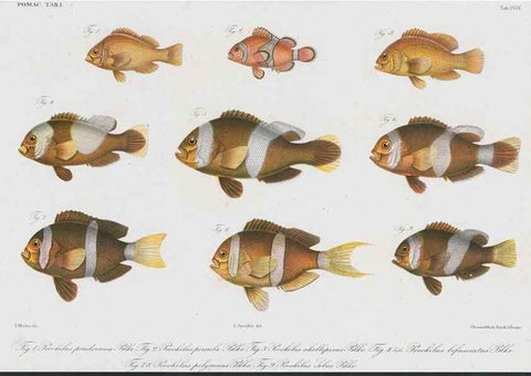 Reproducción/Reproduction 48942677691: Atlas ichthyologique des Indes orientales néêrlandaises :. Amsterdam :Frédéric Muller, editeur,1862-1878. 