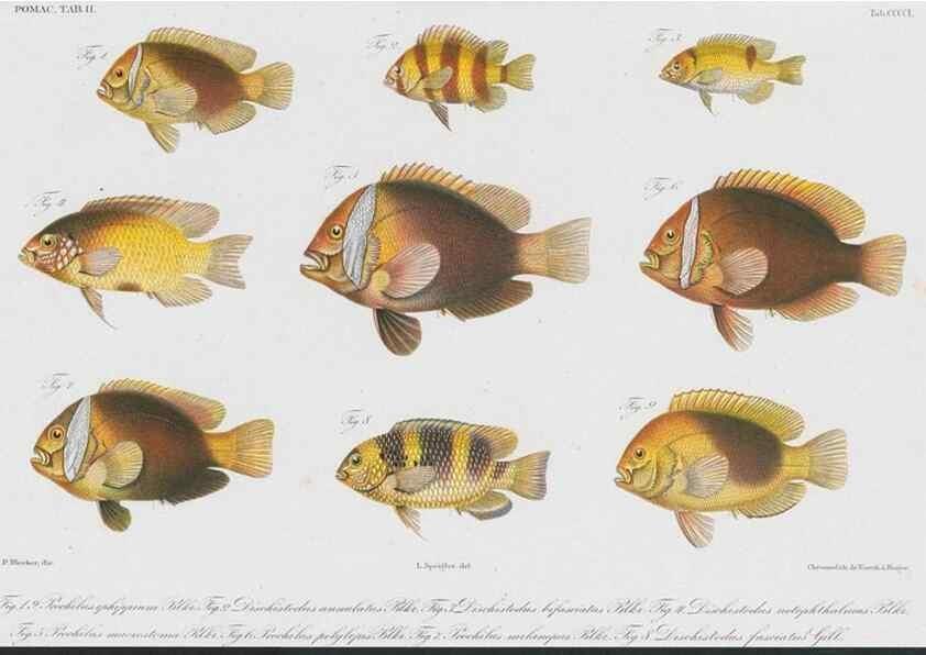 Reproducción/Reproduction 48942868212: Atlas ichthyologique des Indes orientales néêrlandaises :. Amsterdam :Frédéric Muller, editeur,1862-1878. 