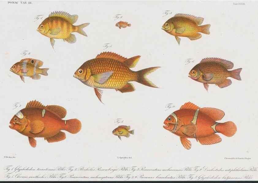 Reproducción/Reproduction 48942128543: Atlas ichthyologique des Indes orientales néêrlandaises :. Amsterdam :Frédéric Muller, editeur,1862-1878. 